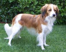 Kleiner Holl�ndischer Wasserwildhund - Kooikerhondje